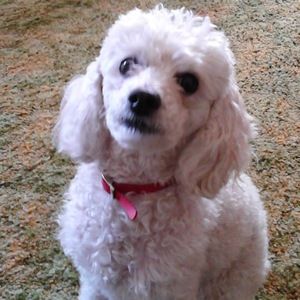 Meet your Posher, Regina